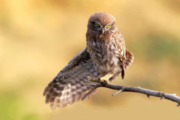 Young little owl with open wing