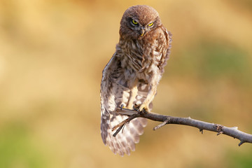 Young little owl with open wing