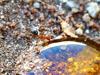 Naturaleza 