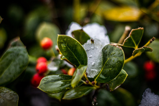 Ice on the leaves of a holly bush with red berries in the winter