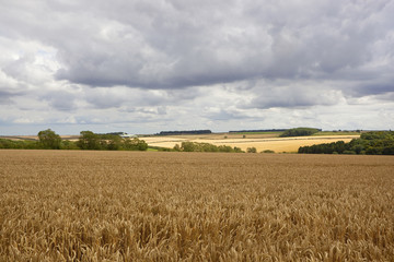 Fototapeta na wymiar yorkshire wolds wheat fields