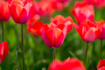 Beautiful red tulips in nature