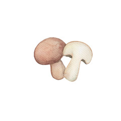 Fototapeta premium Brown mushroom handdrawn illustration. Mushroom whole and half.