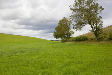 Fototapeta premium green grazing meadow