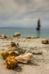 Shells on the shore of Haiti with a sailboat in the distance.