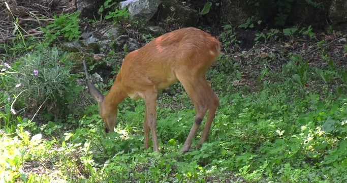 Capriolo selvatico libero mangia nel bosco con fiori e farfalle