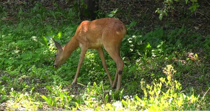 Capriolo mangia nel bosco