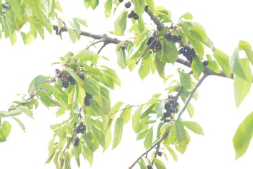 природа замок здание море небо голубой скалы виноград деревья птица животные