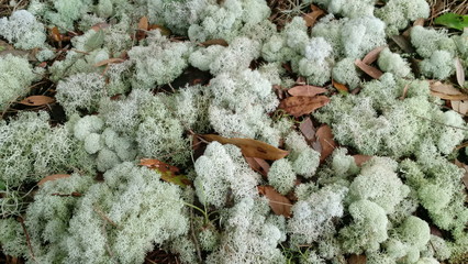 Deer Moss, a lichen in the Cladoniaceae family, grows in the shade of a large oak tree in Florida.