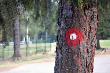Naklejka premium Hiking trail red and white circular mark on tree bark. Trail number one written underneath.Shallow dept of field effect.