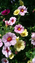 Brilliantly-colored Million Bells (Calibrachoa) flowers open after watering on a hot Florida morning.