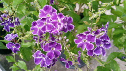 Golden Dewdrop or Skyflower (Duranta) blossoms reach for the morning sun.