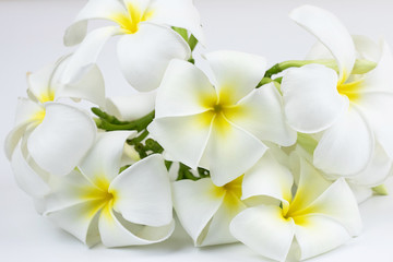 Fototapeta na wymiar Bloom Tropical flowers frangipani on white isolated background