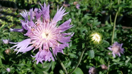 Blooms and buds of a Stoke's Aster (Stokesia laevis) reach for the Florida sun.