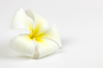 Fototapeta na wymiar Tropical flowers frangipani on white isolated background