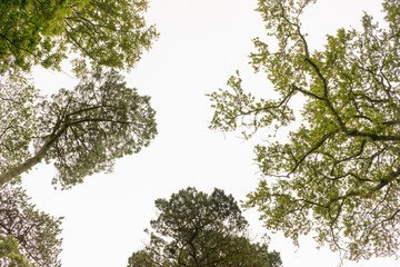 Tree tops against a cloudy sky in Cornwall at summertime
