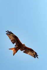 Fototapeta premium Milan royal dans le ciel Corse