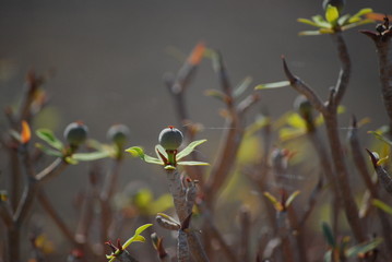 Nature and see