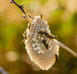 Wasps on the aspen in the wild