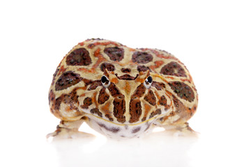 Cranwell's horned frog isolated on white