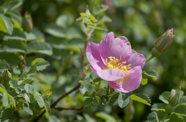 Heckenrose oder Hundsrose (Rosa canina)