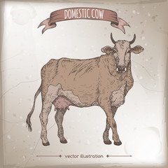 Color vintage farmers market label with live cow.