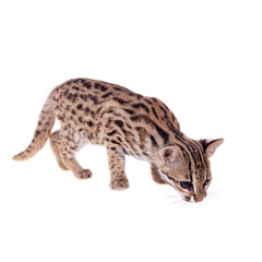 The asian leopard cat on white