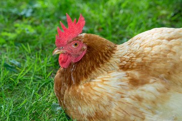 Braune Hybrid-Henne sitzt auf einer Wiese, glückliches Huhn in artgerechter Freilandhaltung, Deutschland, Europa
