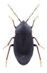 Bug Lethaeus picipes on a white background