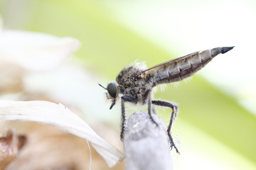 Raubfliege