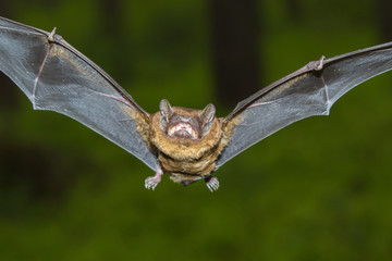Anfliegende Fledermaus im Wald