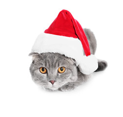 Cute cat in Santa hat on white background