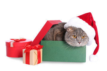 Gift box with cute cat in Santa hat on white background