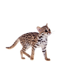 The asian leopard cat on white