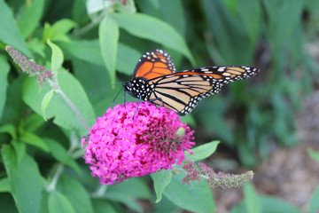 The rare monarch butterfly