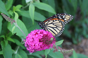 Fototapeta na wymiar The rare monarch butterfly