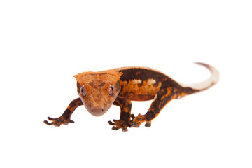 New Caledonian crested gecko on white