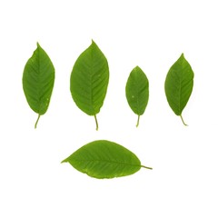 Bird cherry tree leaves on a white background in various angles