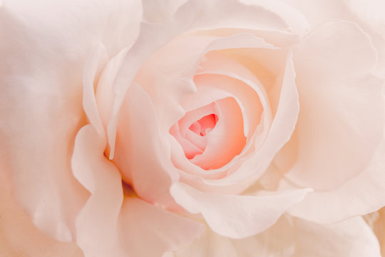Closeup of a pink rose
