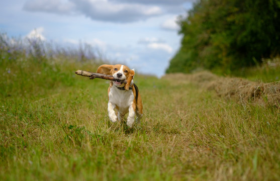 Beagle Dog Running With A Stick In His Teeth