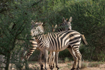 African Zebras Trying To Hide In Bushes