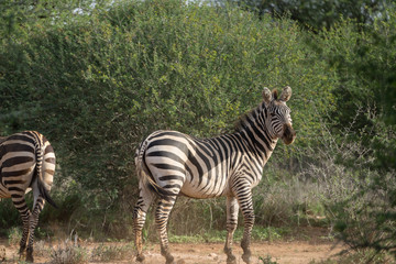 Curious African Zebra Walking Away