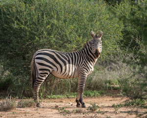 Fototapeta na wymiar Curious African Zebra 