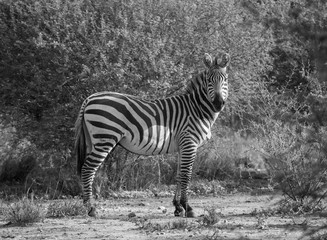 Fototapeta na wymiar Curious Zebra Monotone