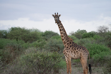 Curious Giraffe Eating Lunch