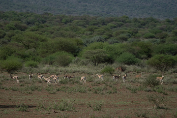 African Grazing