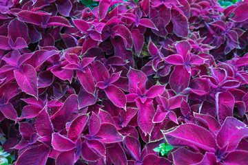 Naklejka premium Flowers in a garden in Cornwall at summertime