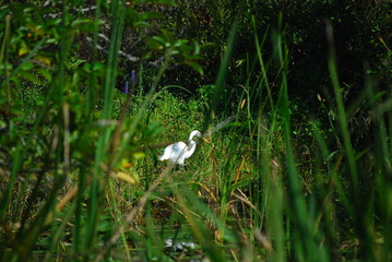 lonely bird