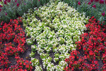 Flowers in a garden in Cornwall at summertime