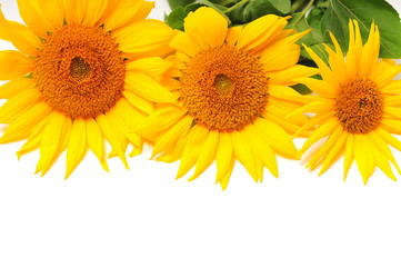 Sunflowers on a white background